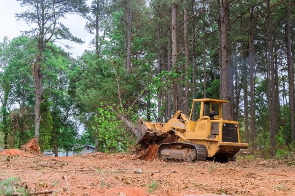 Trees Clearing in Leander