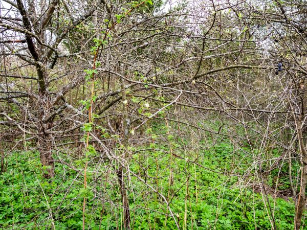 Underbrush Clearing in Leander