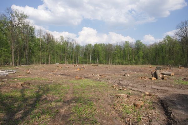 Pasture Clearing in Leander