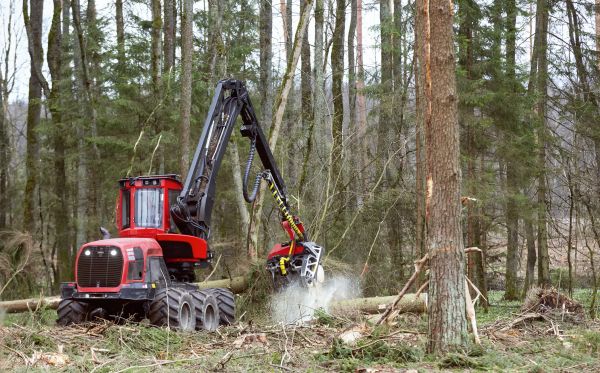 Forest Clearance Service in Leander