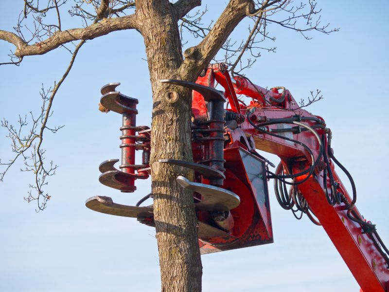 Tree Cutting Machinery